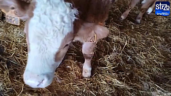 Acteurs-Locaux 31 - Nouveau cas de Dermatose nodulaire (DNC) en Haute-Garonne dans la commune de Benque