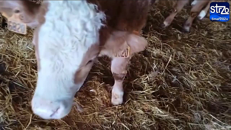 Acteurs-Locaux 31 - Nouveau cas de Dermatose nodulaire (DNC) en Haute-Garonne dans la commune de Benque